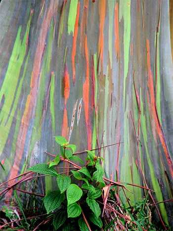 Rainbow Eucalyptus on the road to Hana
