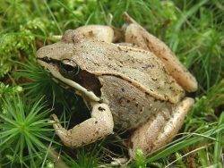 Road Trip Acadia National Park wood frog e1570057510174