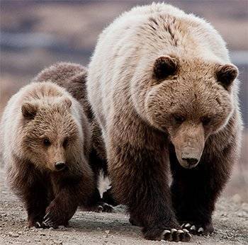 grizzly tetons road trip